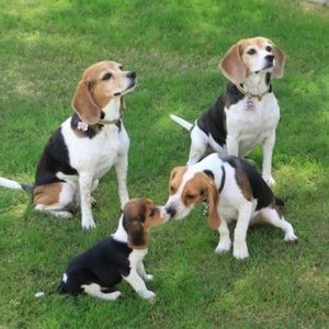 Meet your Posher, Charles